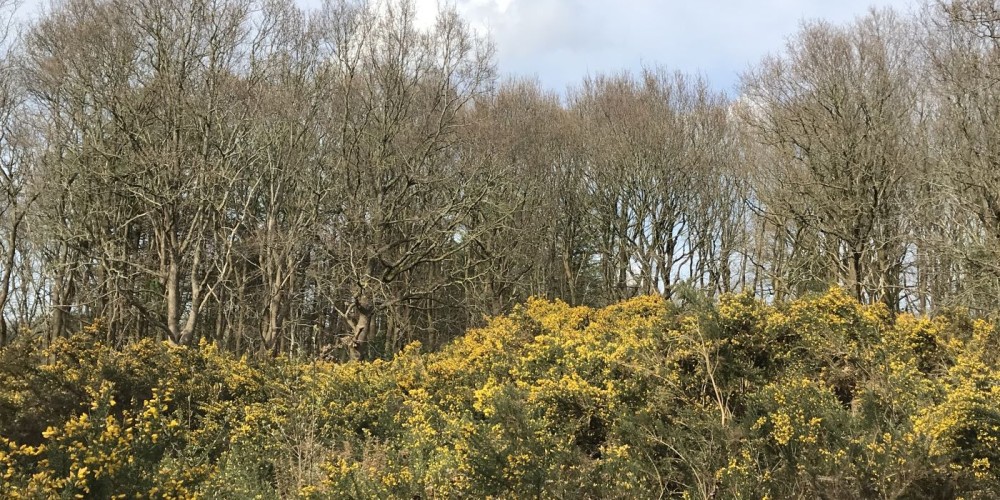 Wurster Nordseeküste - Küstenheide